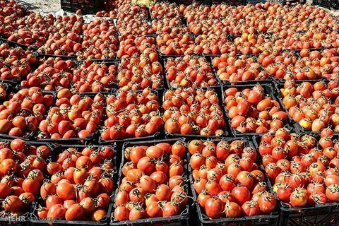تصویر 4 از گوجه‌ فرنگی عمده + انواع مدل‌ ها